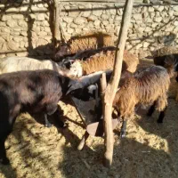 کهره نر ۵۷۰