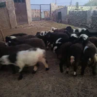 بره نر شال و ترکی