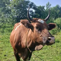 گاو چالوسی بچه یکی اوره