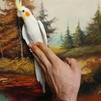 عروس هلندی جوجه و مولد و سخنگو