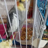 طوطی عروس نربالغ