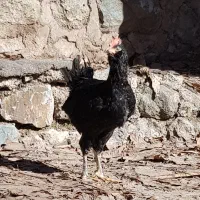 جوجه خروس گلین