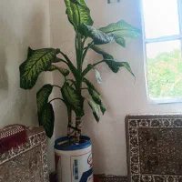 دو عدد گل