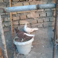 یک جفت به شرط تخم و جوجه