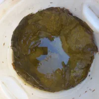 برگ مو|خوردنی و آشامیدنی|آذرشهر, |دیوار