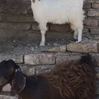 بزغاله ماده سرحال