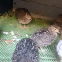بلدرچین