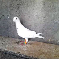 کبوتر سار