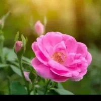 گل ملی