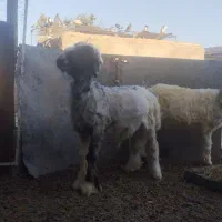 دوعدد بره دوقلو خانگی فروشی