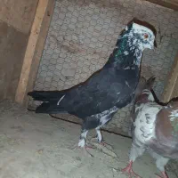 نر کله ماستی
