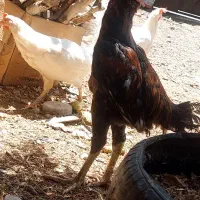 خروس‌لاری‌مفت‌