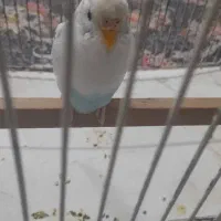 مرغ عشق ماده