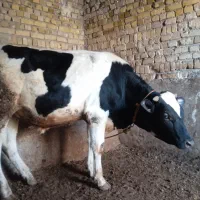 گوساله نر|حیوانات مزرعه|ابهر, |دیوار