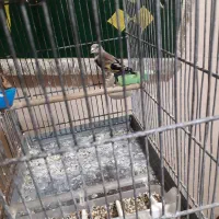 جوجه سهره نر داره ریزه خونی میکنه توضیحات خوانده ش