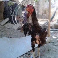مرغ و خروس