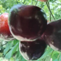 سر درخت آماده تحویل