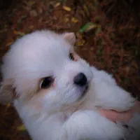 پامر نر خرسی