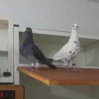 کبوتر