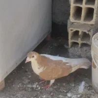 کفتر