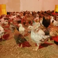 مرغ و خروس دو و نیم ماهه