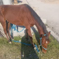 اسب درشور