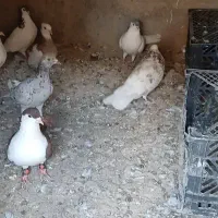 کبوتر
