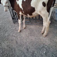 گوساله
