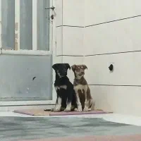 توله 4ماهه مشکی رنگ