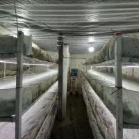 فروش عمده قارچ دکمه ایی