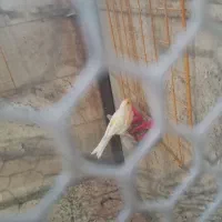قناری ماده مزایکی