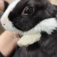 خرگوش در سوسنگرد