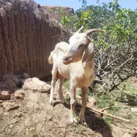 بز و کهره خوب