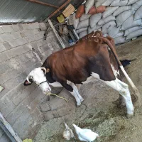 فروش گاو سیمینتال جوان
