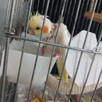 عروس هلندی نر  30 روزه