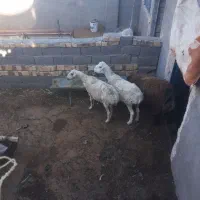 دومیش‌۴۰تا۴۵کیلوفروشی‌