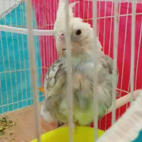جوجه عروس هلندی