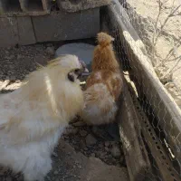 مرغ خروس