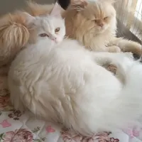 همخونه موجه