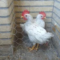 جوجه خروس ۴ ماه سالم
