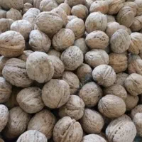 گردو خشک