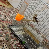 سهره قناری دهن لر