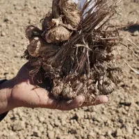 خرید پیاز زعفران