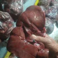 فروش قلم وپاچه