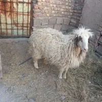 بره ماده