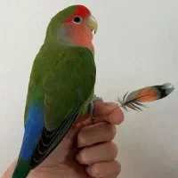 طوطی کوتوله عادتی سخنگو