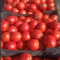 گوجه ربی درجه یک