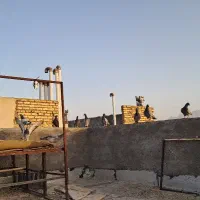 پلاکی مسافتی درجه یک