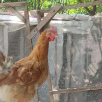 مرغ تخمگذار
