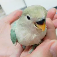 جوجه سرلاکی برزیلی